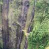 ワイマヌ渓谷には幾筋もの滝が流れる